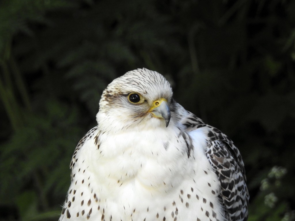 ../Images/Keltfest 2015 zaterdag 047.jpg